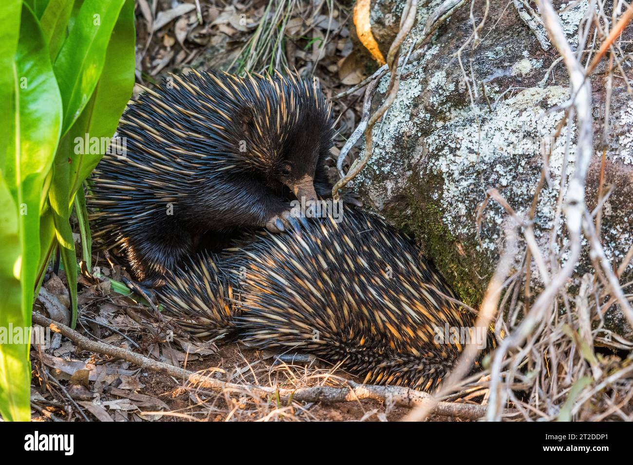 Short-beaked echidna (Tachyglossus aculeatus), also called the short-nosed echidna, mating, male is on the left. Stock Photo