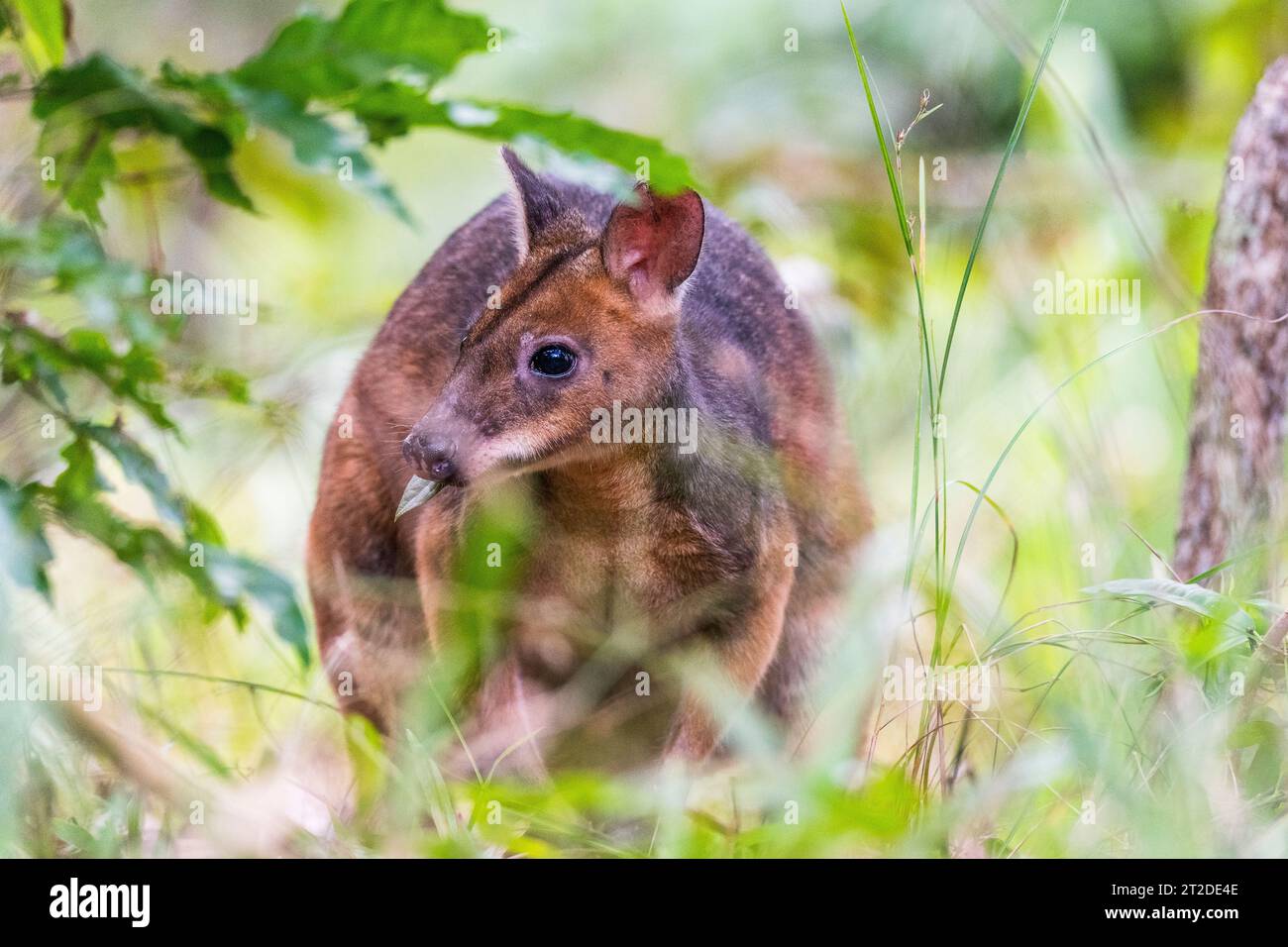 The red-legged pademelon (Thylogale stigmatica) is a species of small macropod found on the northeastern coast of Australia and in New Guinea. Stock Photo