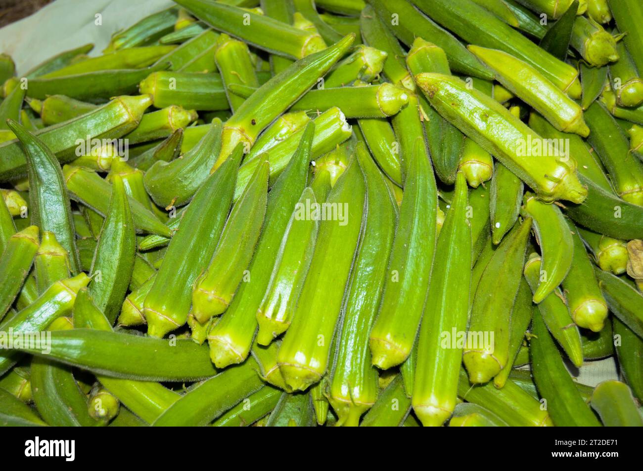 lady finger in the market. Stock of ladies finger. Okra vegetable