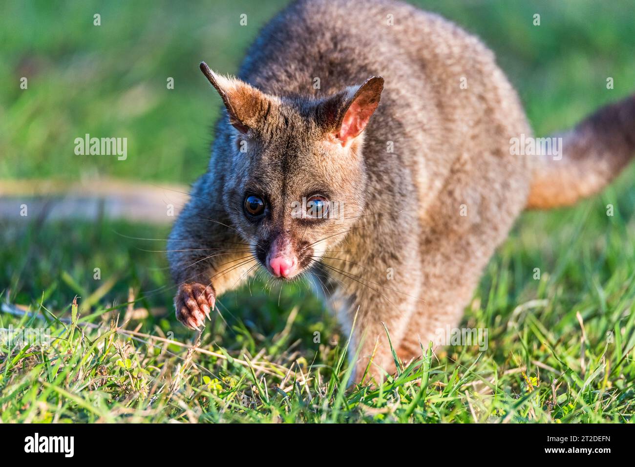 The common brushtail possum (Trichosurus vulpecula) is a nocturnal, semiarboreal marsupial of the family Phalangeridae, native to Australia. Stock Photo