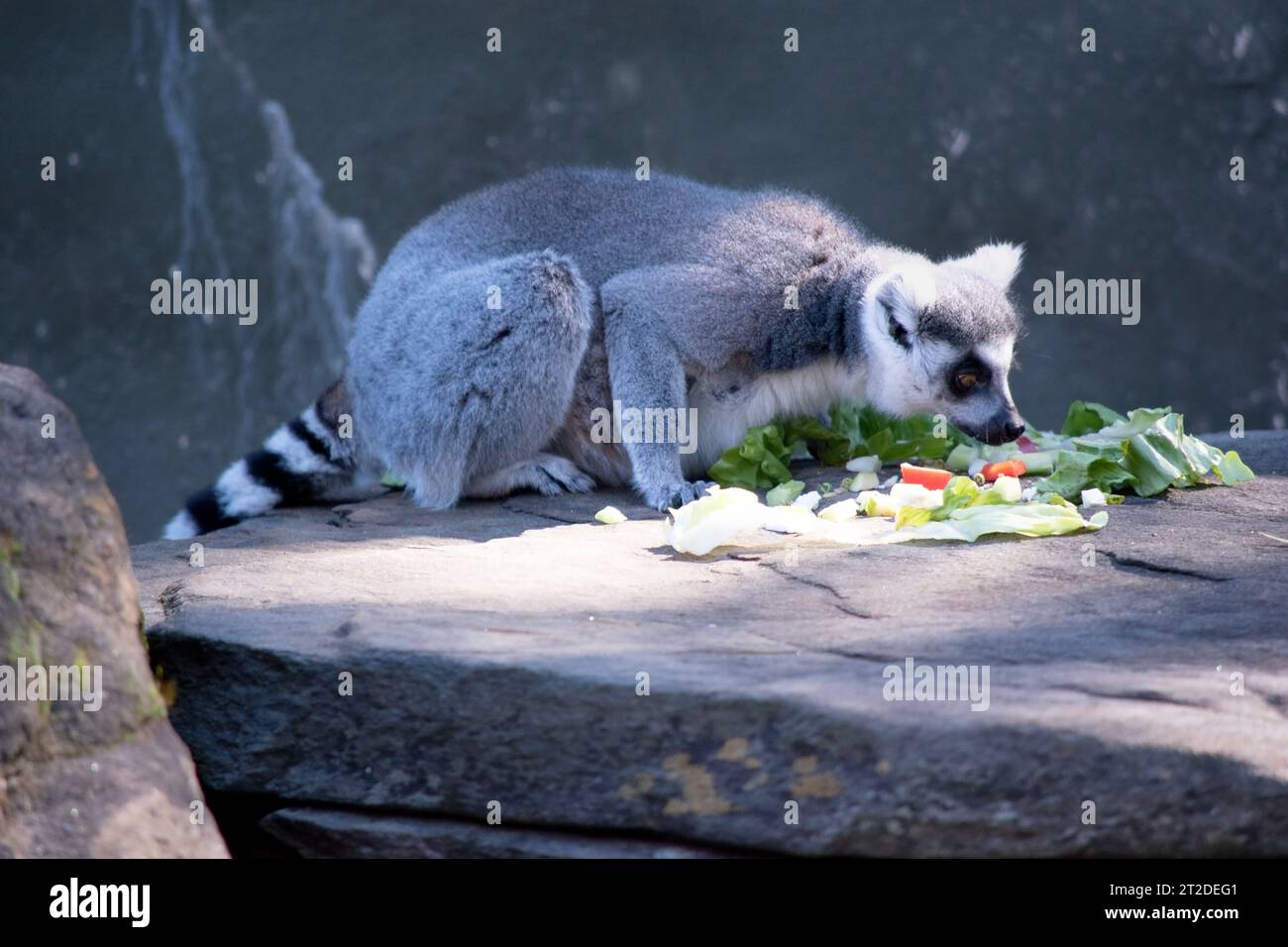 the ring tailed possum is about to eat her vegetables Stock Photo Alamy