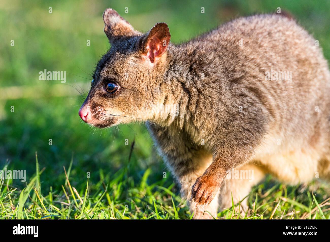 The common brushtail possum (Trichosurus vulpecula) is a nocturnal, semiarboreal marsupial of the family Phalangeridae, native to Australia. Stock Photo