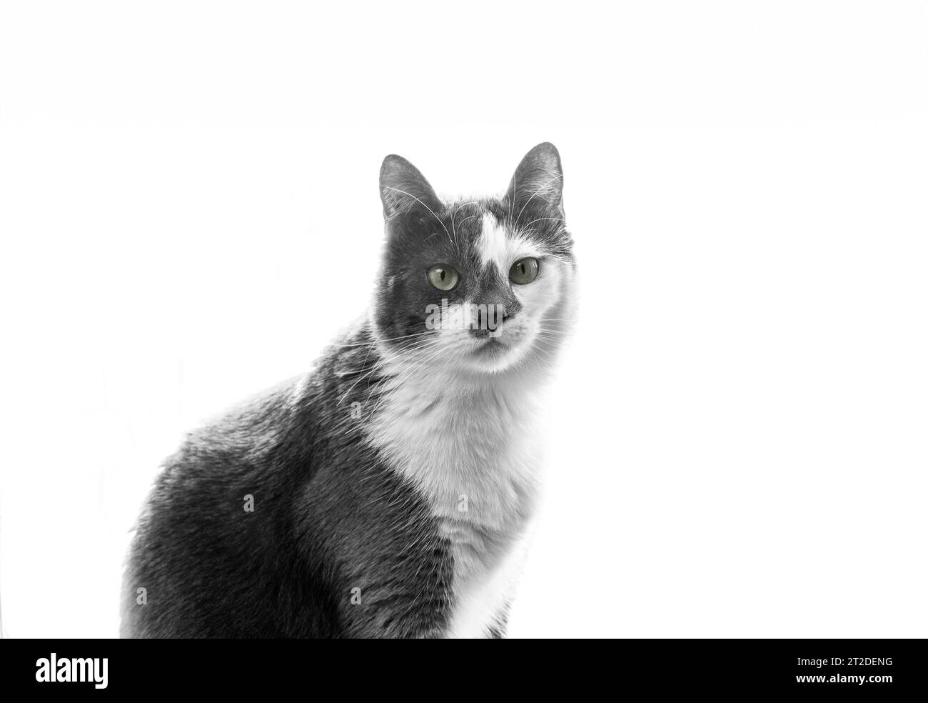 Gray and white cat that is looking at the camera Stock Photo - Alamy