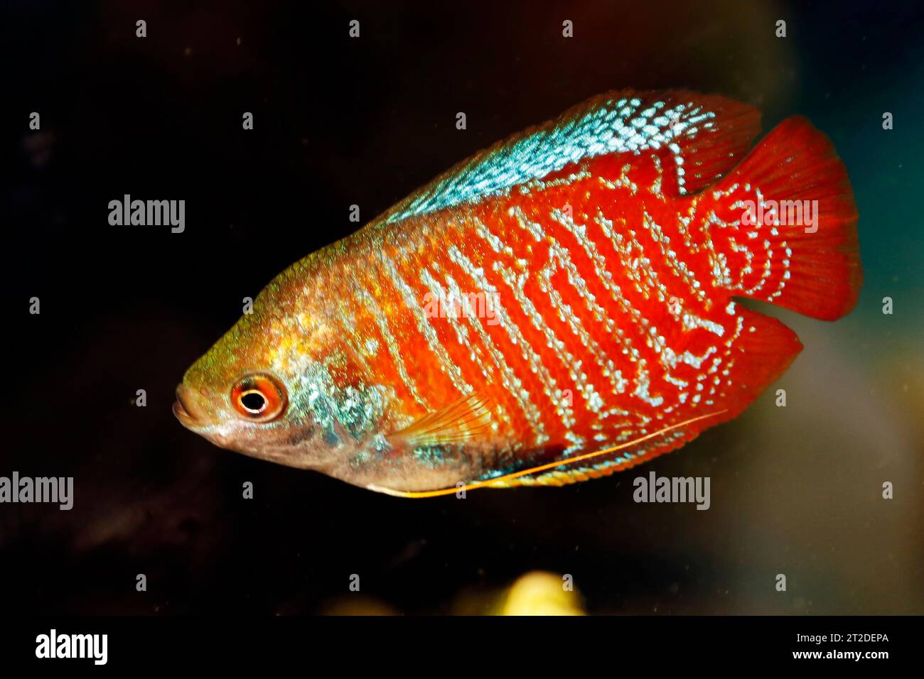 dwarf gourami, or gouramies, are a group of freshwater anabantiform fish that comprise the family Osphronemidae. Stock Photo