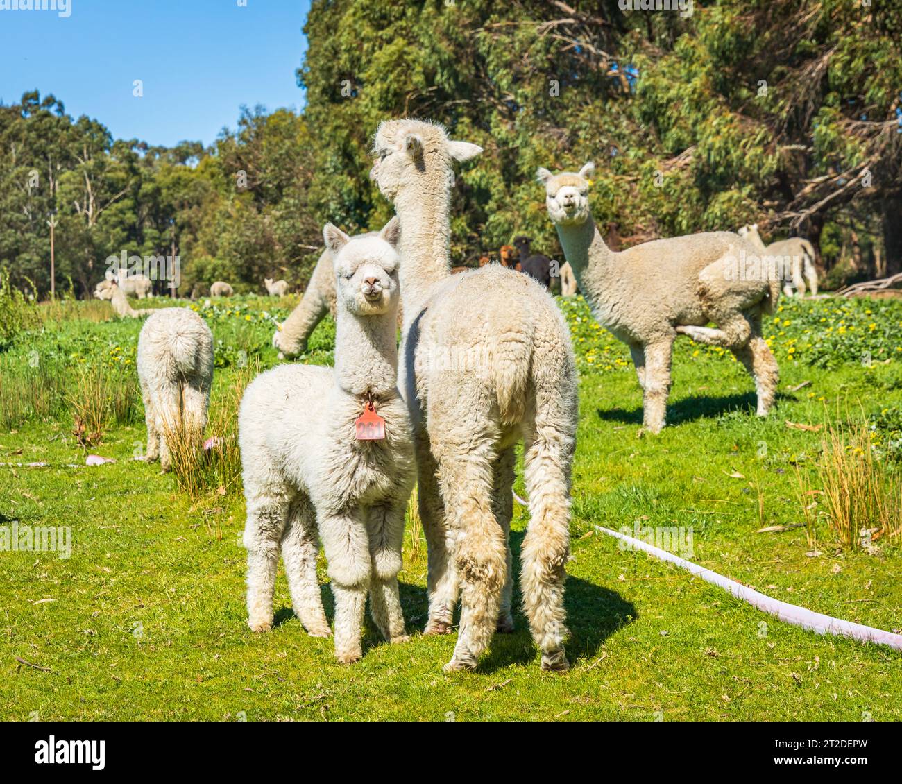 The lovely and friendly Alpacas in Adelaide, South Australia. Animal
