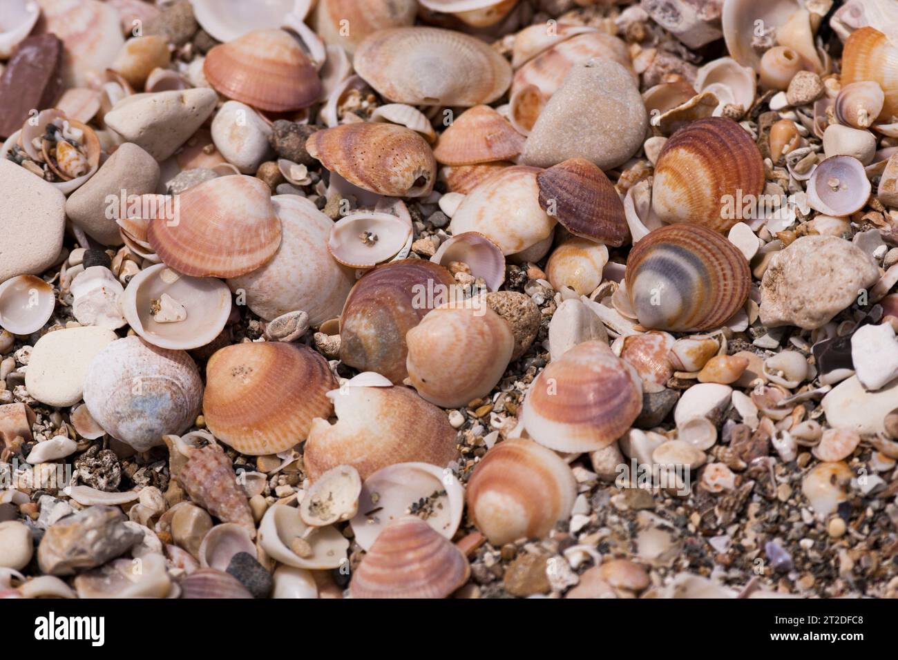 Glycymeris,  bittersweet clams, is a genus of saltwater clams, marine bivalve molluscs Stock Photo