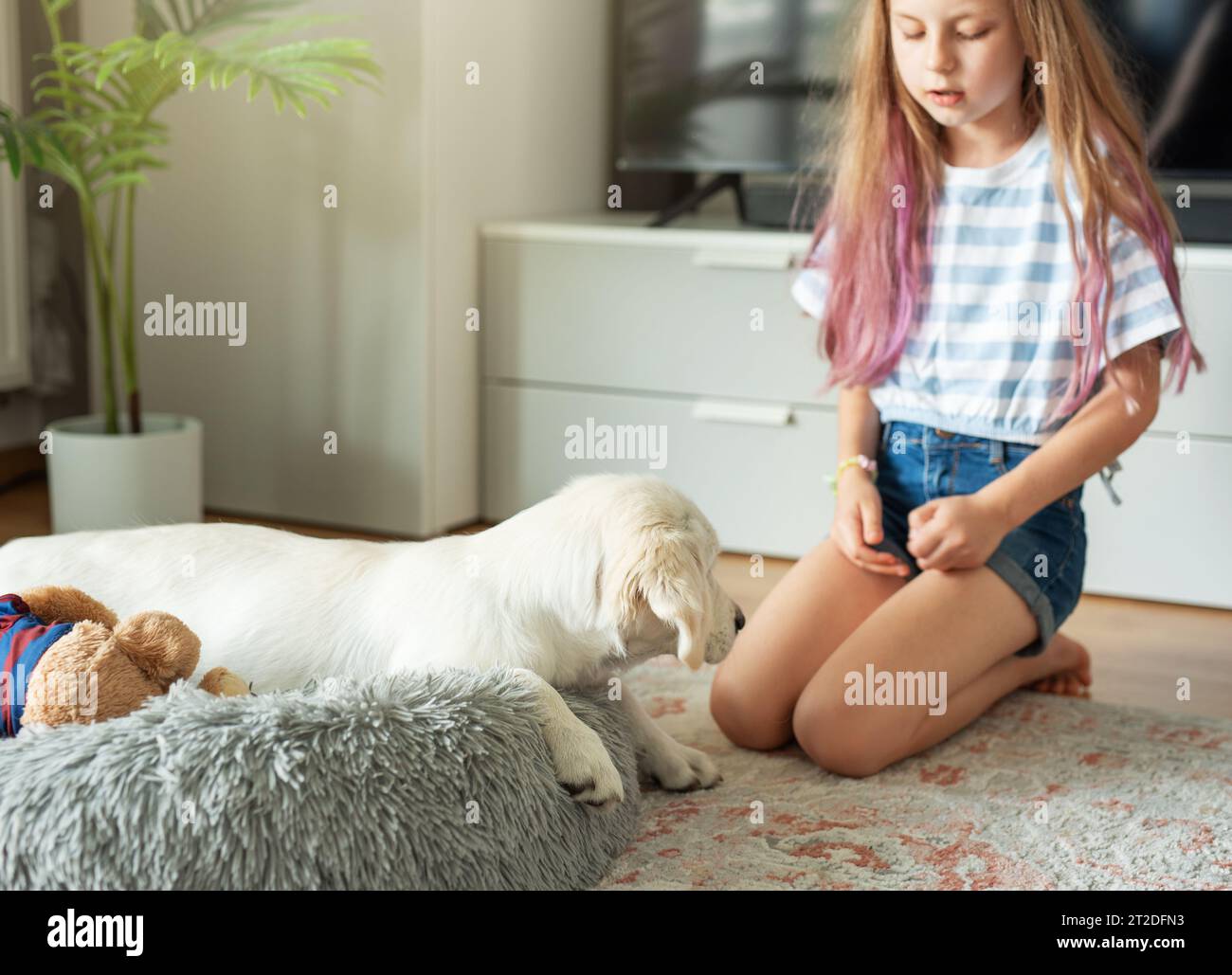 Little girl playing with a golden retriever puppy at home. Friends at home. Stock Photo