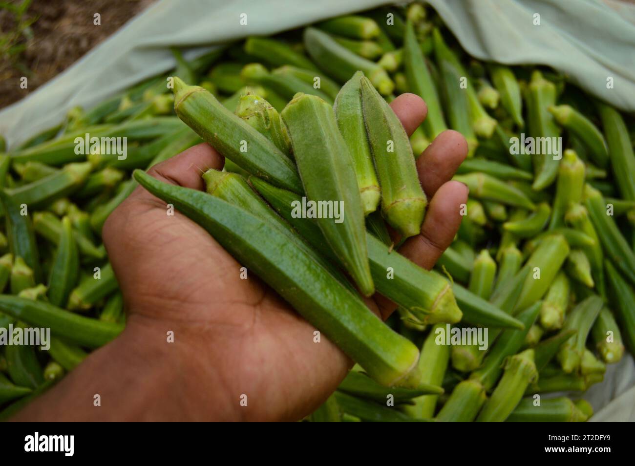 lady finger in the market. Stock of ladies finger. Okra vegetable