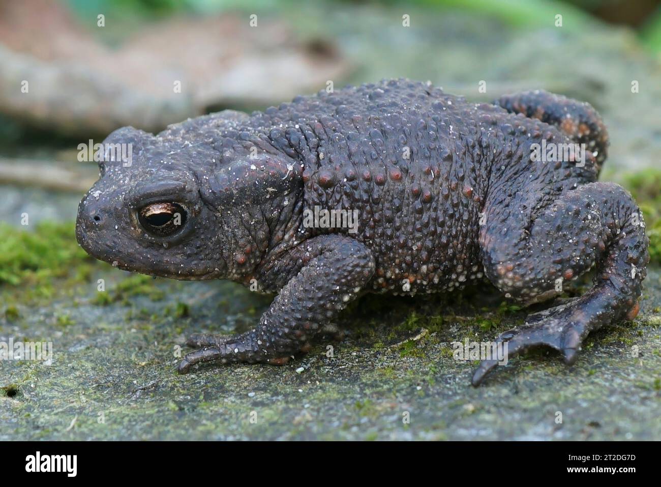 Closeup on a Common Europea toad, Bufo bufo sitting in the garden Stock Photo