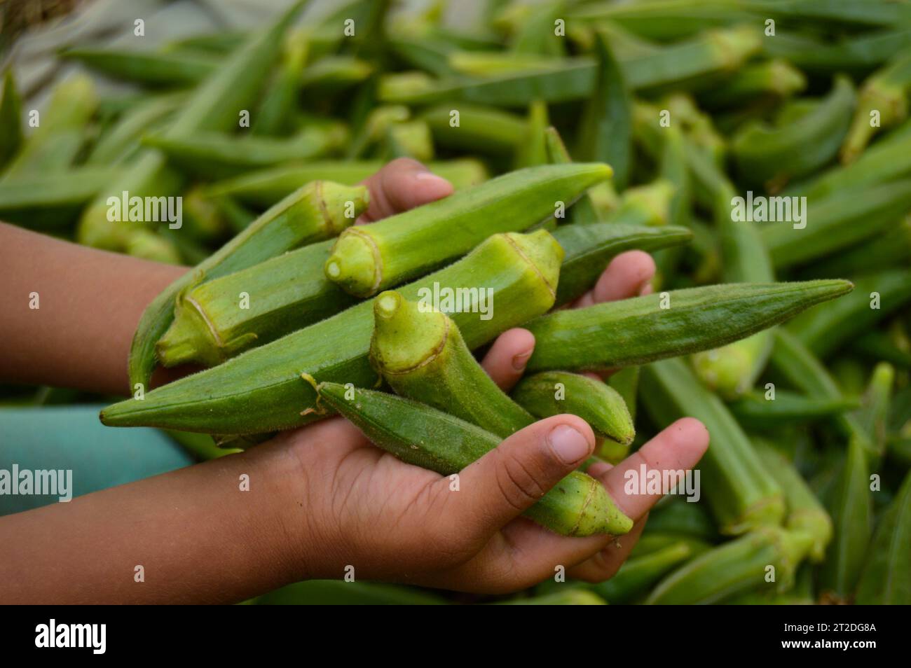 lady finger in the market. Stock of ladies finger. Okra vegetable