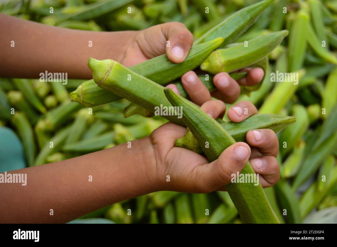lady finger in the market. Stock of ladies finger. Okra vegetable
