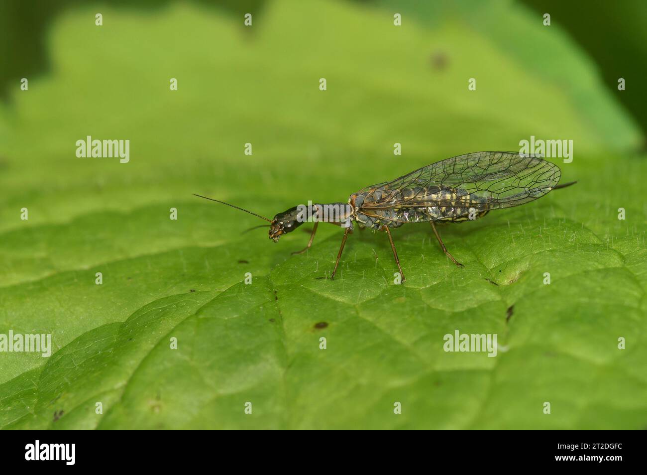 Closeup on a bizarre looking snake fly, Subilla confinis, sitting on a green leaf Stock Photo