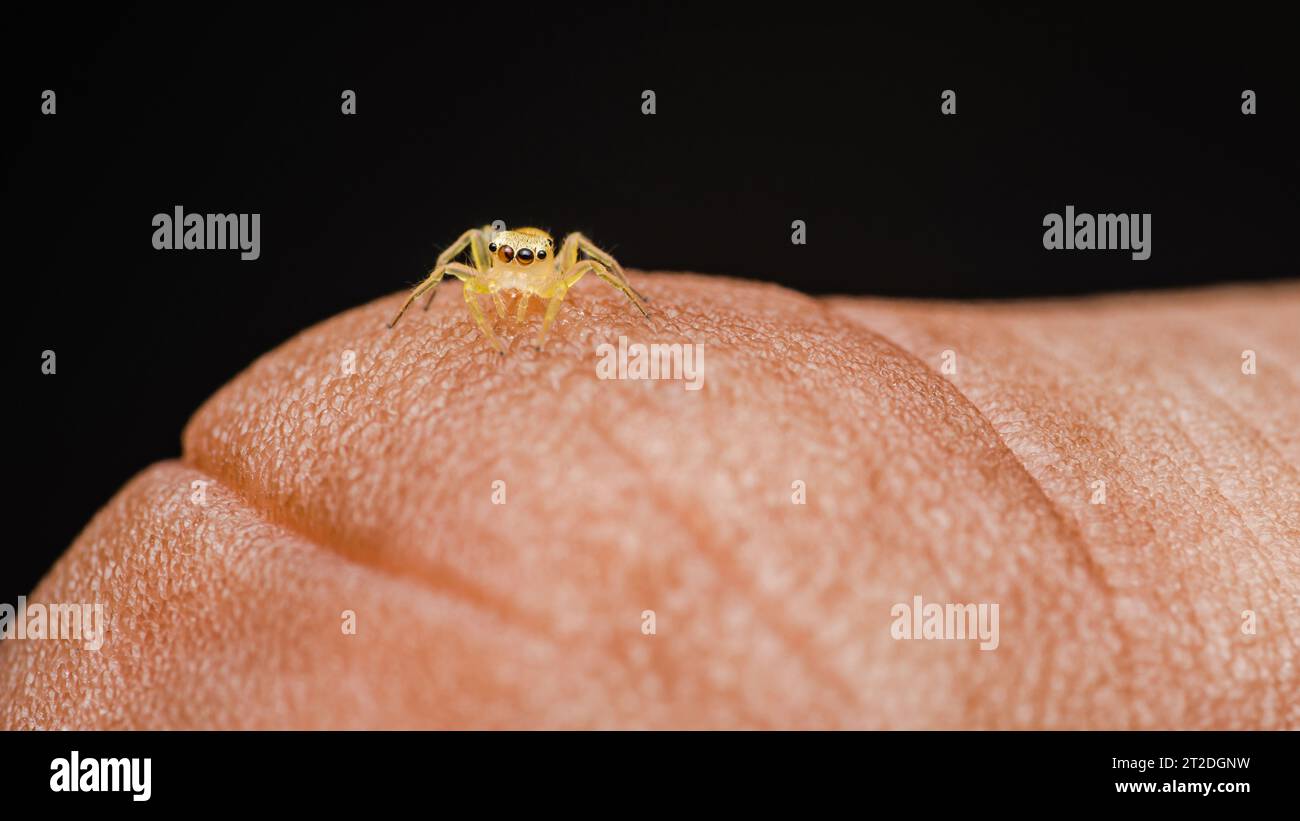 Tiny yellow jumping spider on finger of human, Macro photo of insect ...