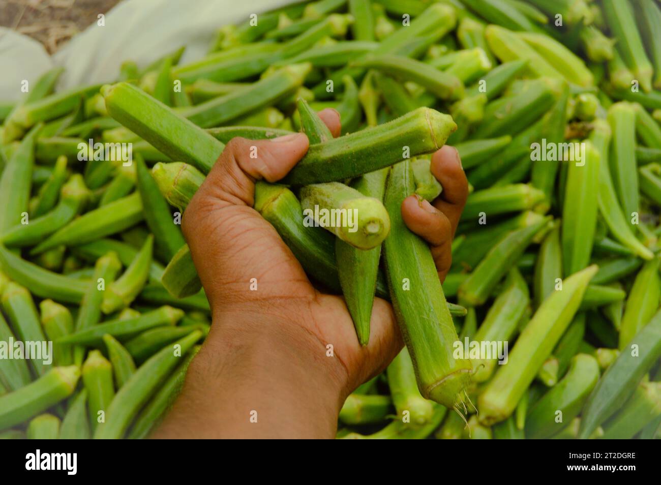 lady finger in the market. Stock of ladies finger. Okra vegetable