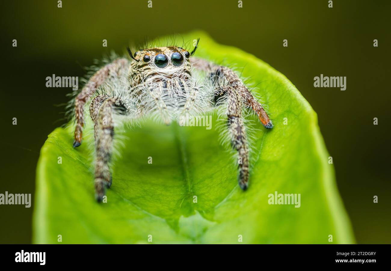 A Jumping spider on green leaf, Selective focus, Macro photos. Stock Photo