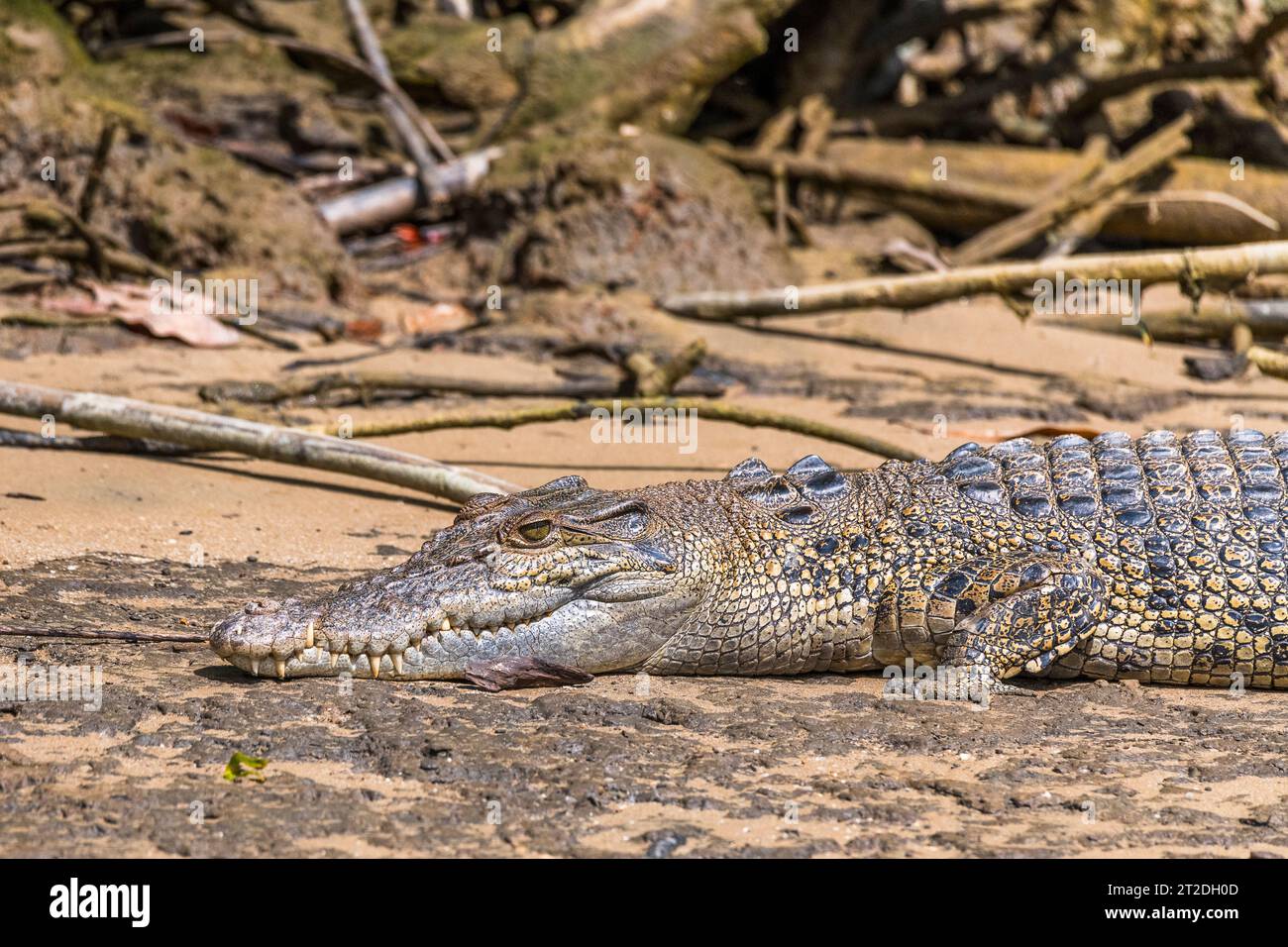 Saltwater crocodile, Crocodylus porosus, on the bank of a wild river ...