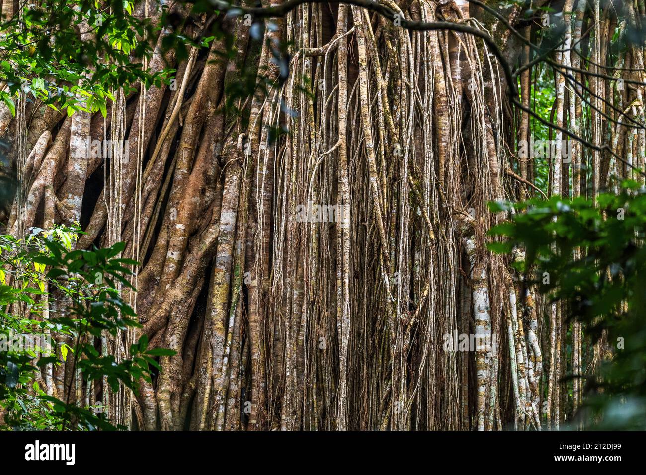 Curtain Fig Tree - Spectacular Ficus Virens Attraction in Far North Queensland Stock Photo