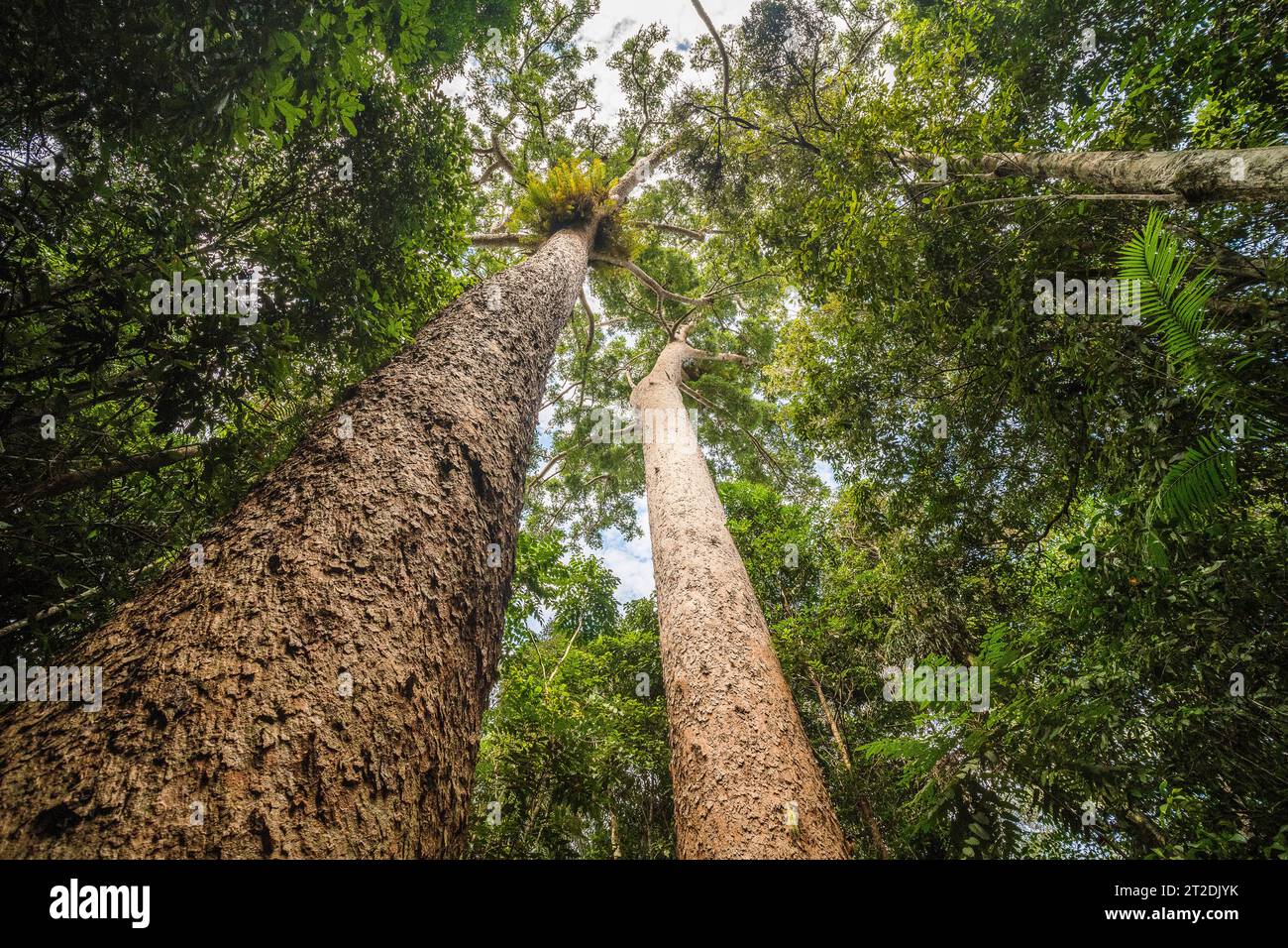 Twins Kauris - Agathis microstachya: Twin Ancient Trees in Queensland's Forests Stock Photo
