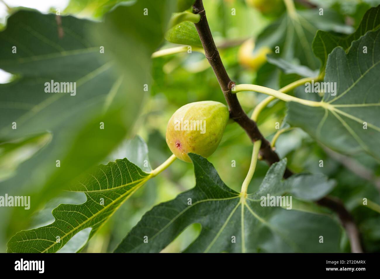 Un Ripe Fig Green unripe fig fruit on a fig tree branch with green leaves. Close up ...