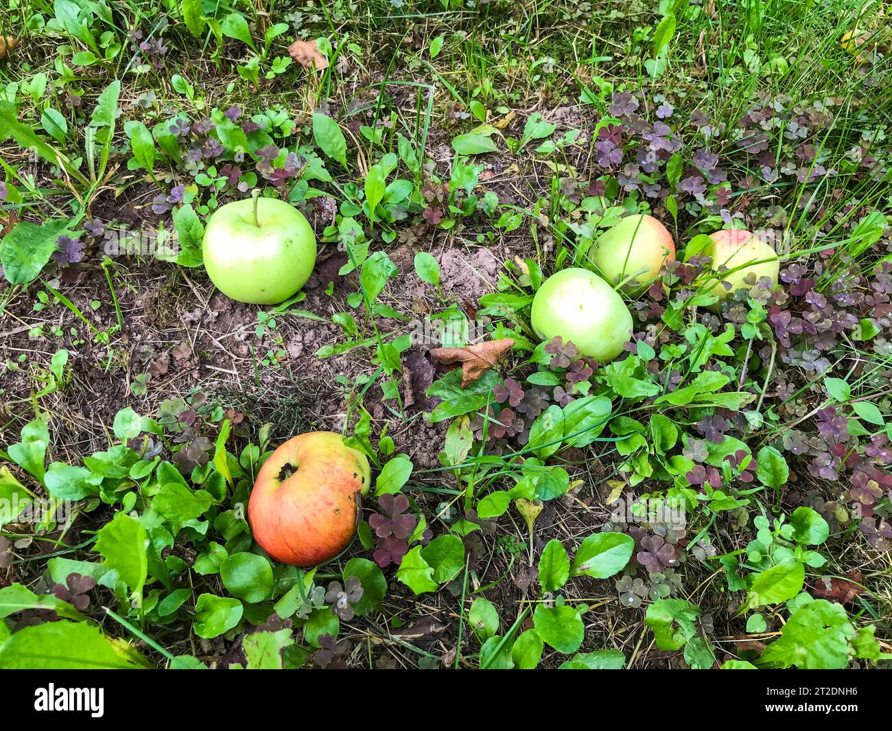 apples lie on green grass. many apples fell from the tree onto the grass, waiting to be harvested. raw food diet. red and green fruits are waiting to Stock Photo