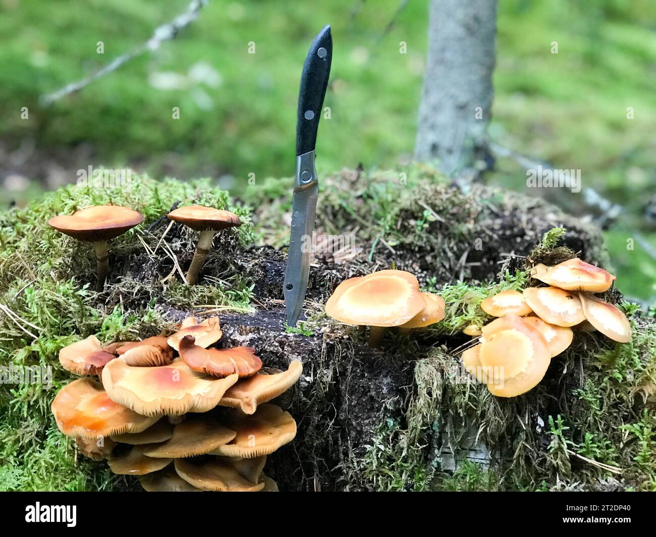 A sharp metal knife is stuck in a stump overgrown with green moss with delicious edible mushrooms in the forest against the backdrop of trees. Concept Stock Photo