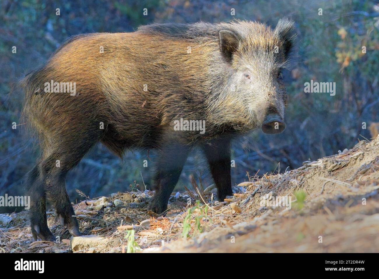 Wild Boar, looking back at me, near Aleria, Corsica, France. Stock Photo