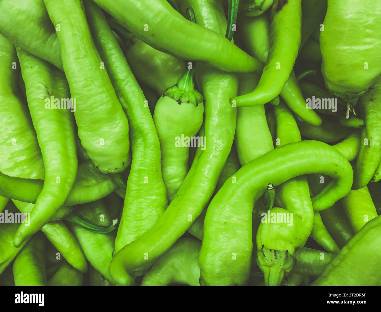 long green pepper with a large twig on the branch. natural texture