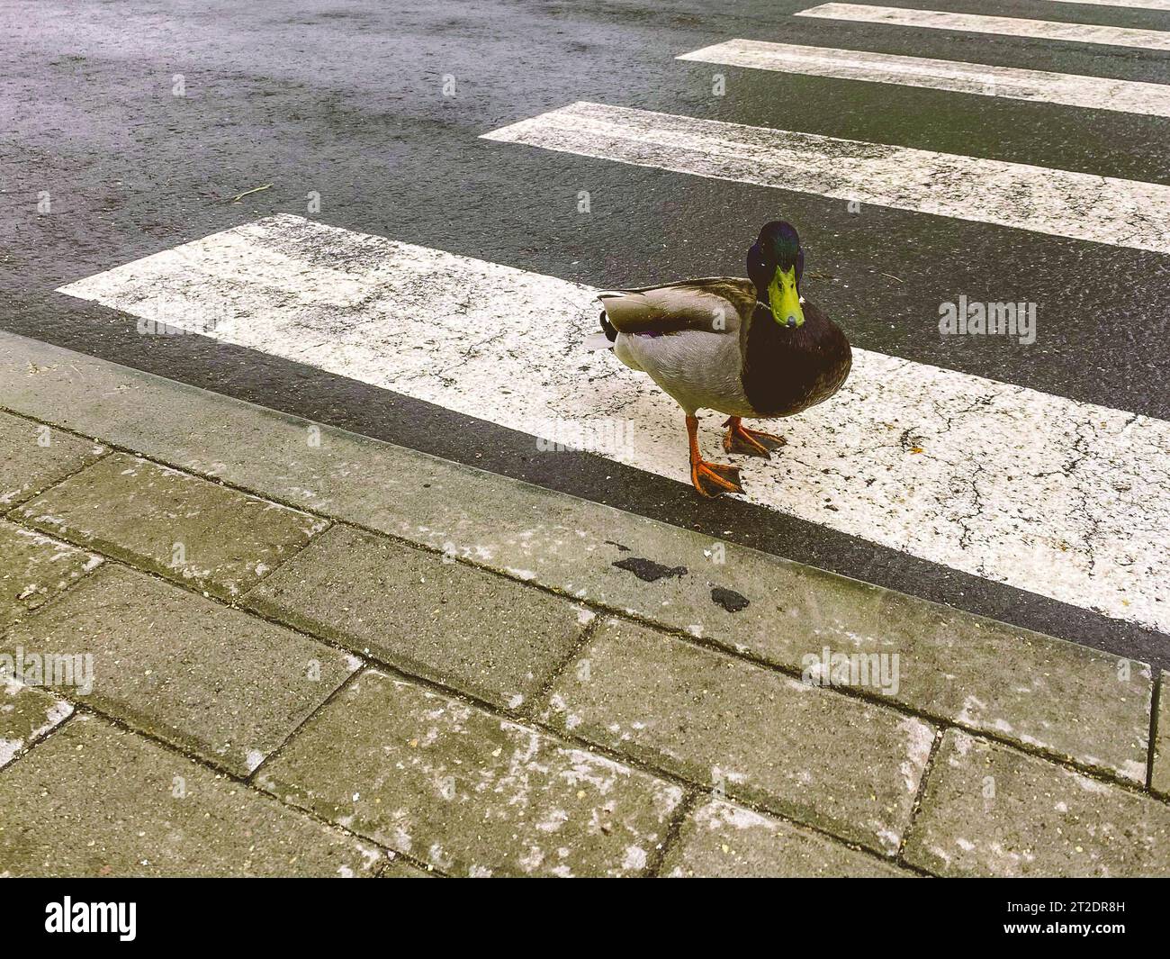 wild bird in the city center. the duck is walking along the road with