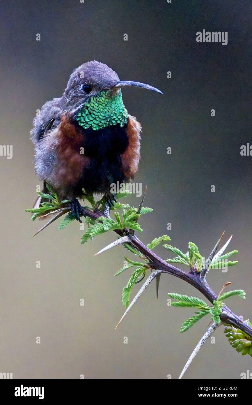 Wedge-tailed Hillstar (Oreotrochilus adela) male, a rare and local high Andes hummingbird, Jujuy area, Argentina. Stock Photo