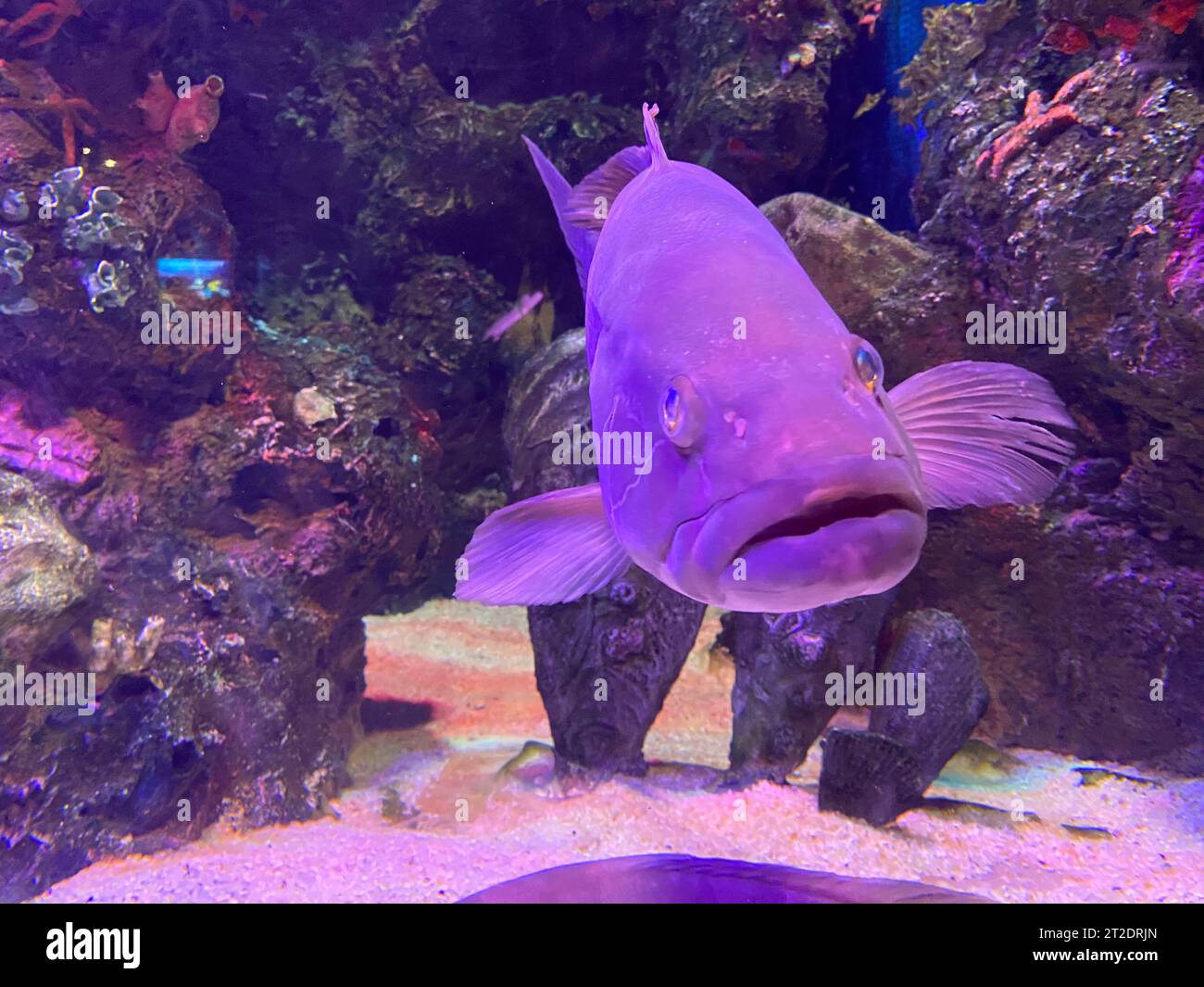 Leadership concept big fish leading school of tropical fishes Stock