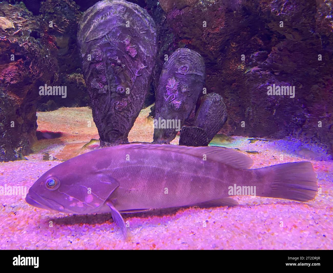 Giant grouper fish swimming in dark aquatic ambiance Stock Photo Alamy