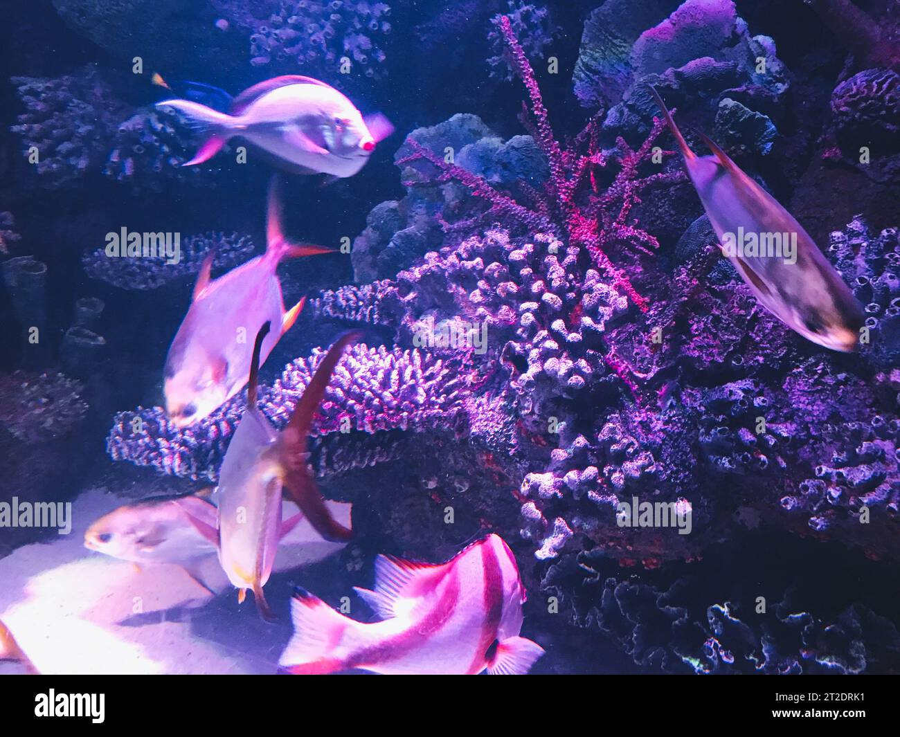 observation of the life of fish in the aquarium. small fish of different colors swim among the rocks, corals and reefs. colored fish with stripes on t Stock Photo