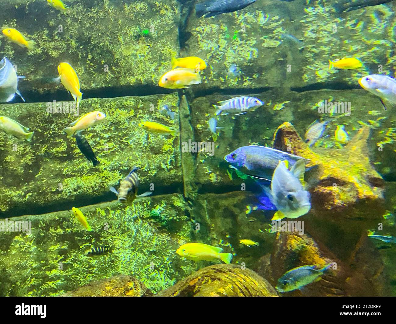 Exotic small shark corals hi-res stock photography and images - Alamy