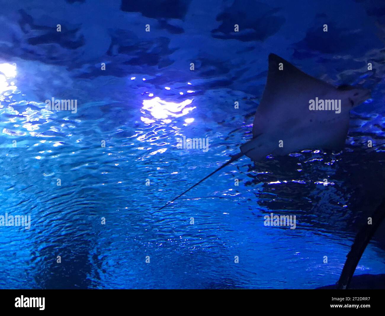 Cramp-fish in blue water. Stingray swimming underwater. Stock Photo