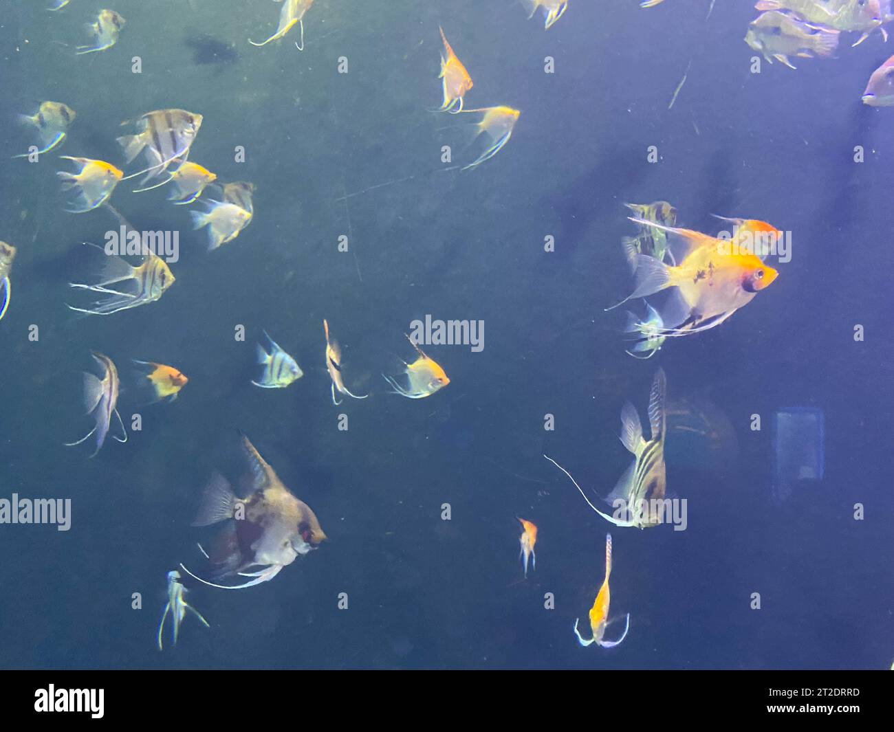 Flocking Fish Flock of fish swims and background blue Stock Photo - Alamy
