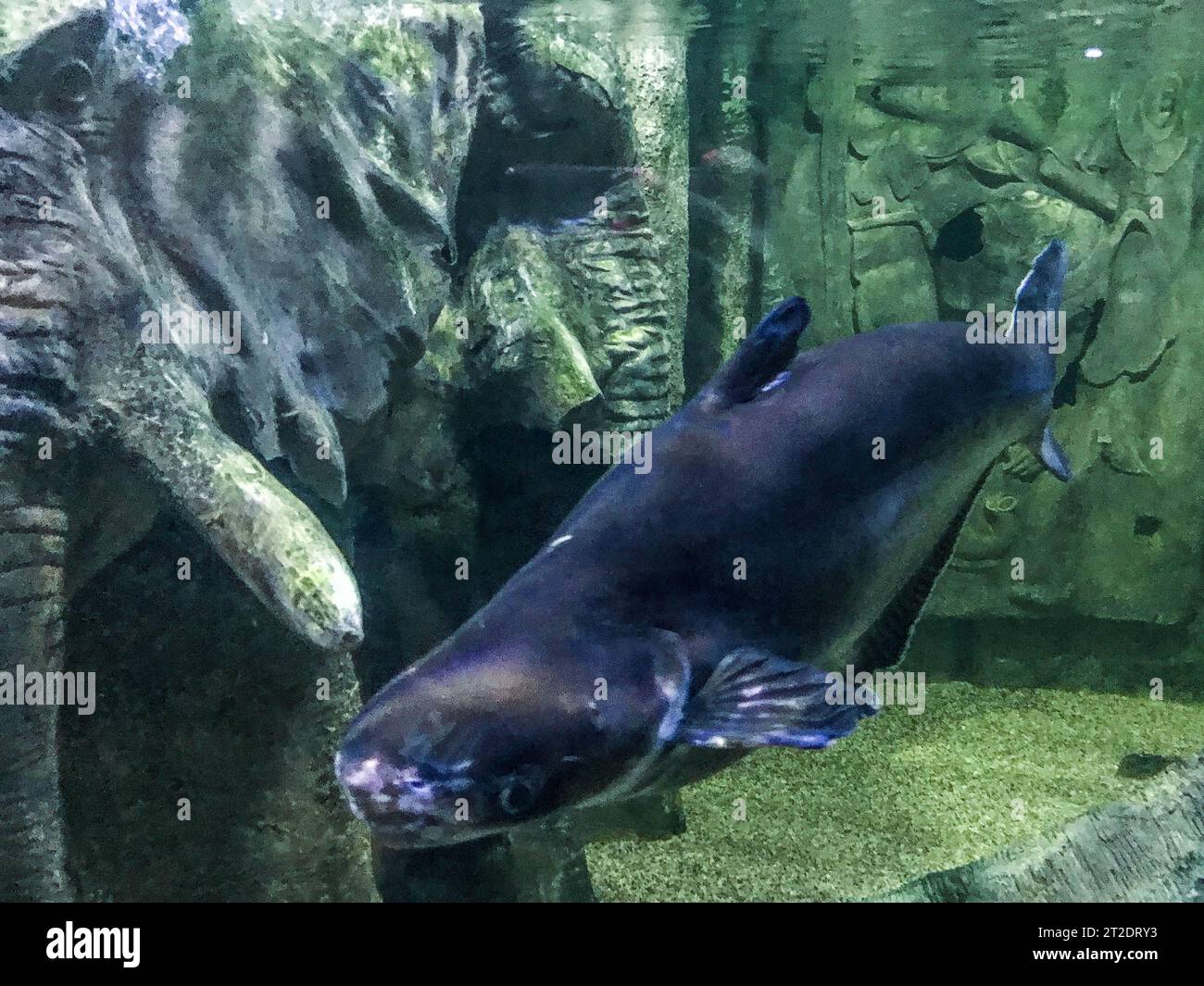 observation of the life of fish in the aquarium. unusual, exotic, fat, black fish swims underwater. big fish in artificial aquarium. Stock Photo
