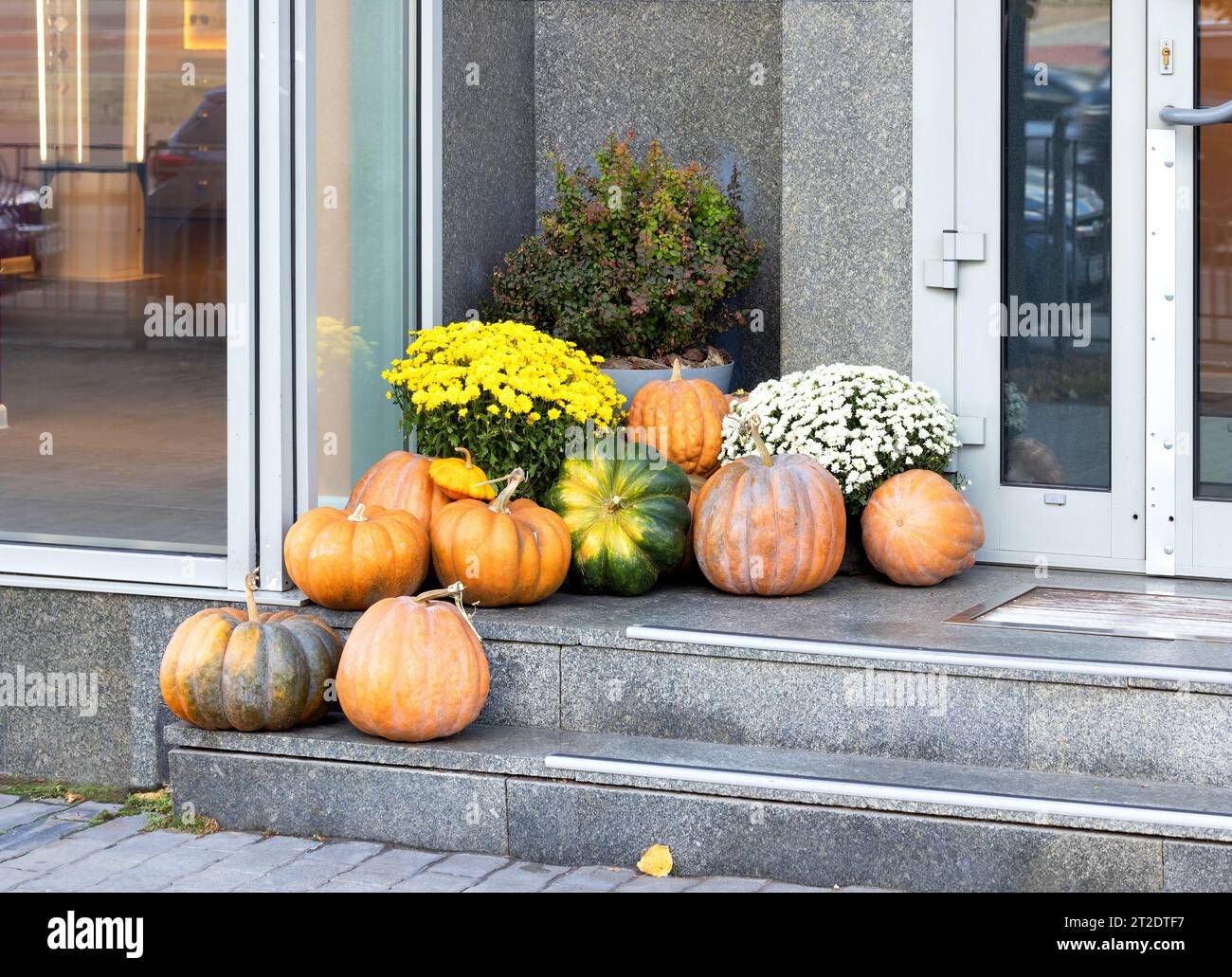 Large ripe pumpkins with autumn chrysanthemums on the stone steps of ...