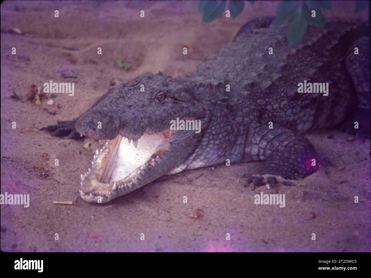 Crocodiles Or True Crocodiles Are Large Semiaquatic Reptiles That Live crocodiles-or-true-crocodiles-are-large-semiaquatic-reptiles-that-live