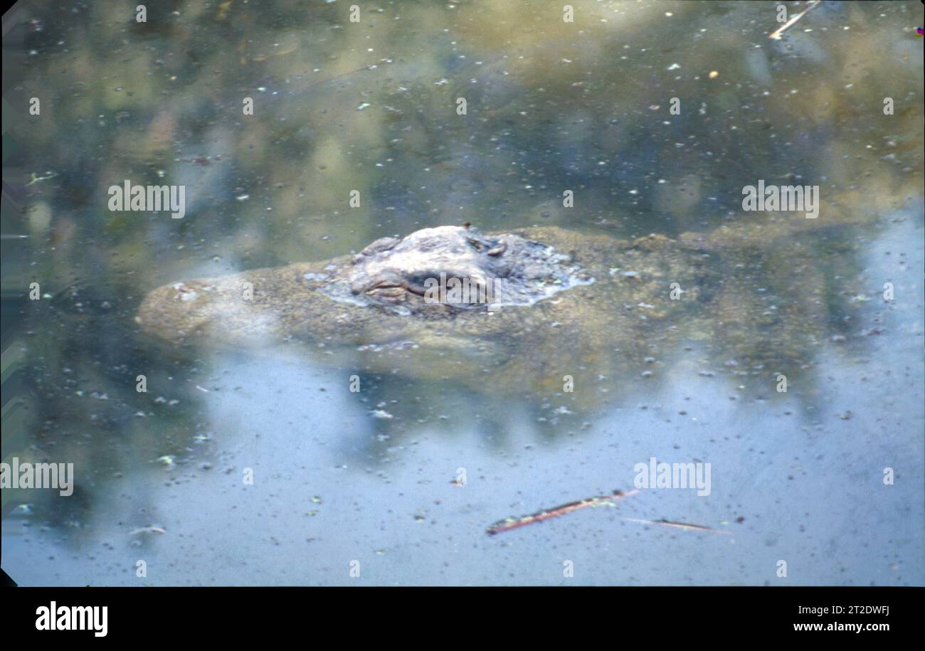 Crocodiles Or True Crocodiles Are Large Semiaquatic Reptiles That Live crocodiles-or-true-crocodiles-are-large-semiaquatic-reptiles-that-live