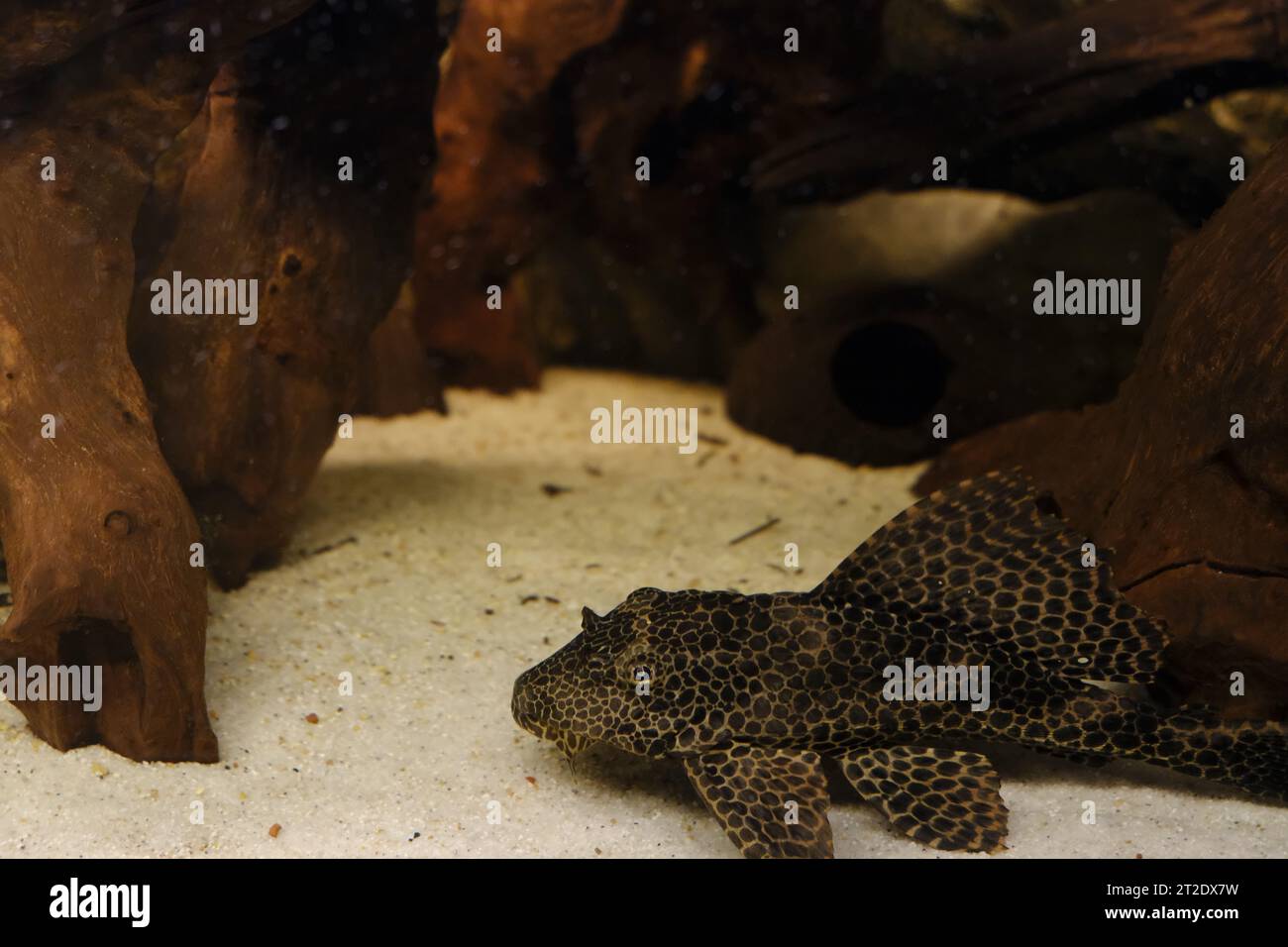 plecostomus freshwater fish in aquarium. High quality photo Stock Photo