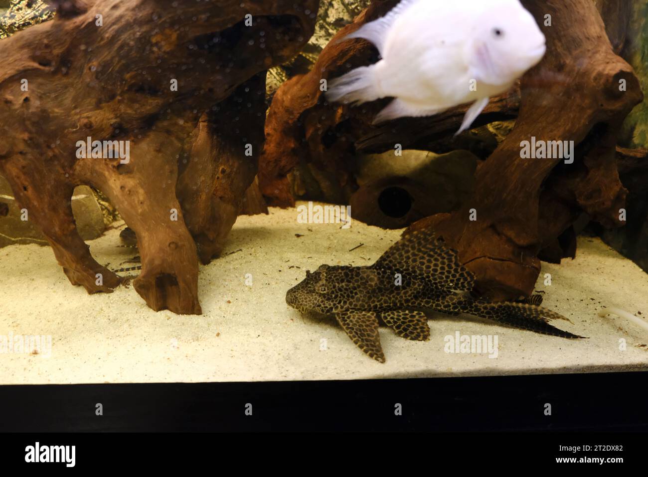 plecostomus freshwater fish in aquarium. High quality photo Stock Photo