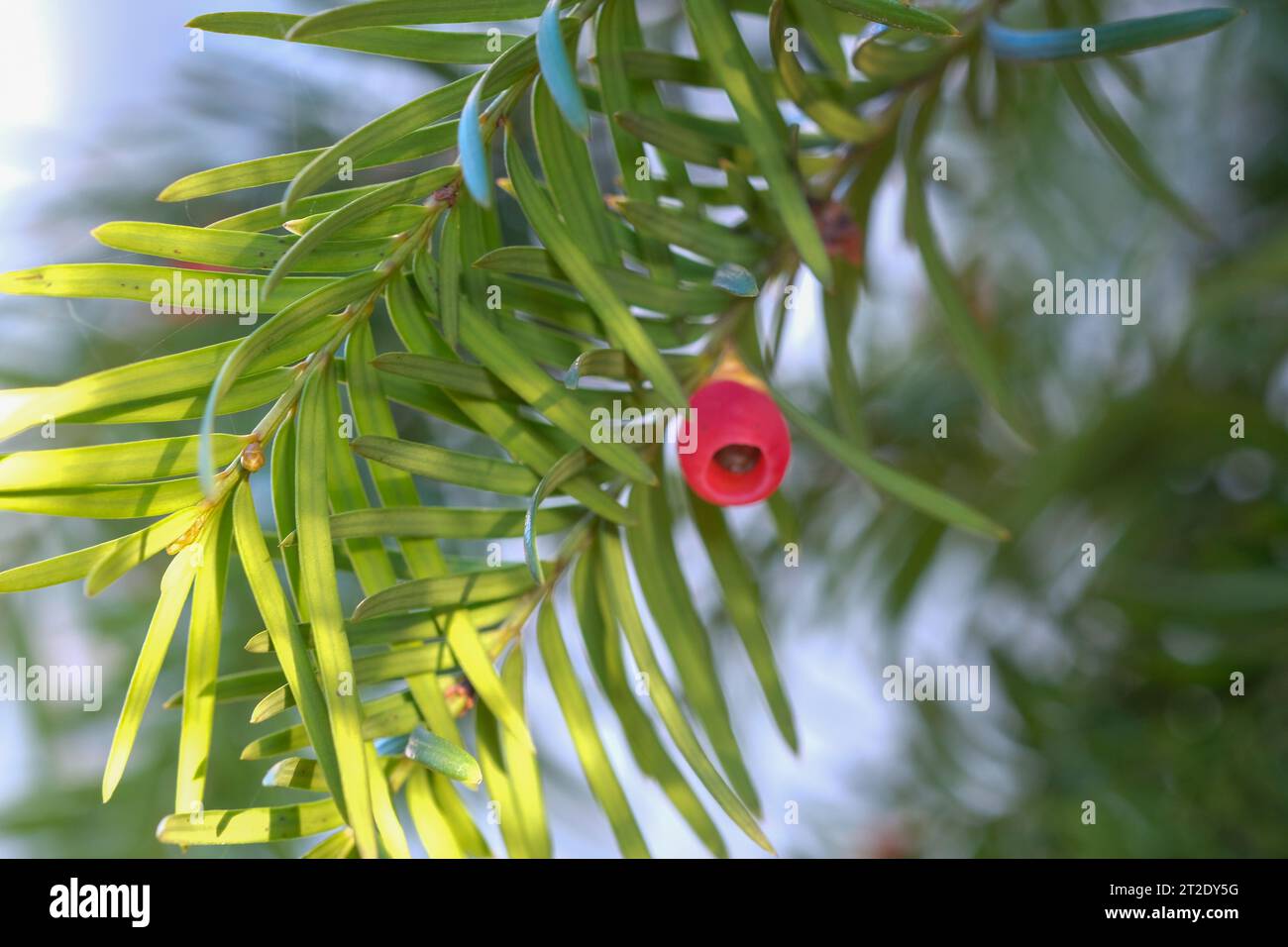 flower of the yew shrub Taxus baccata. High quality photo Stock Photo