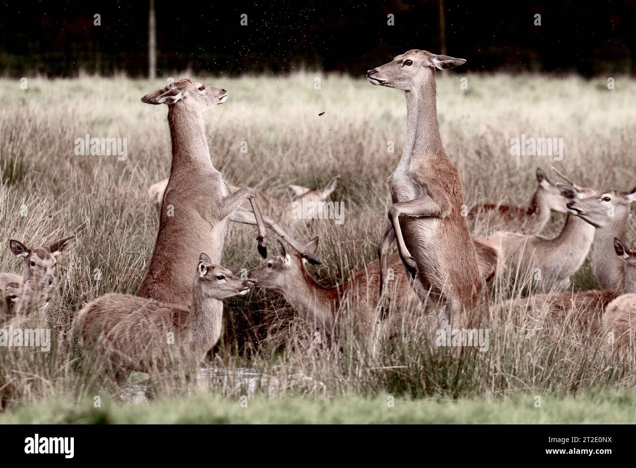 Red Deer Hinds Sparring Stock Photo