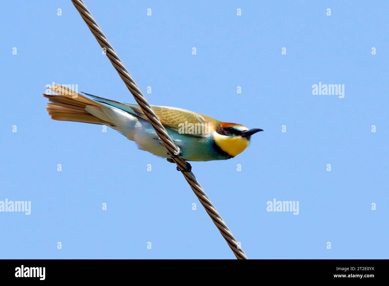 European Bee-eater (Merops apiaster) perched on an overhead wire, preparing to take-off, near Venaco, Corsica, France. Stock Photo