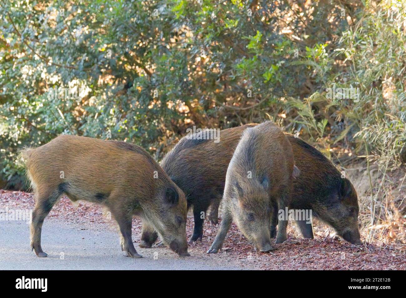 Wild Boar, (Sus scrofa), a group of 4 on the roadside, near Aleria, Corsica, France. Stock Photo