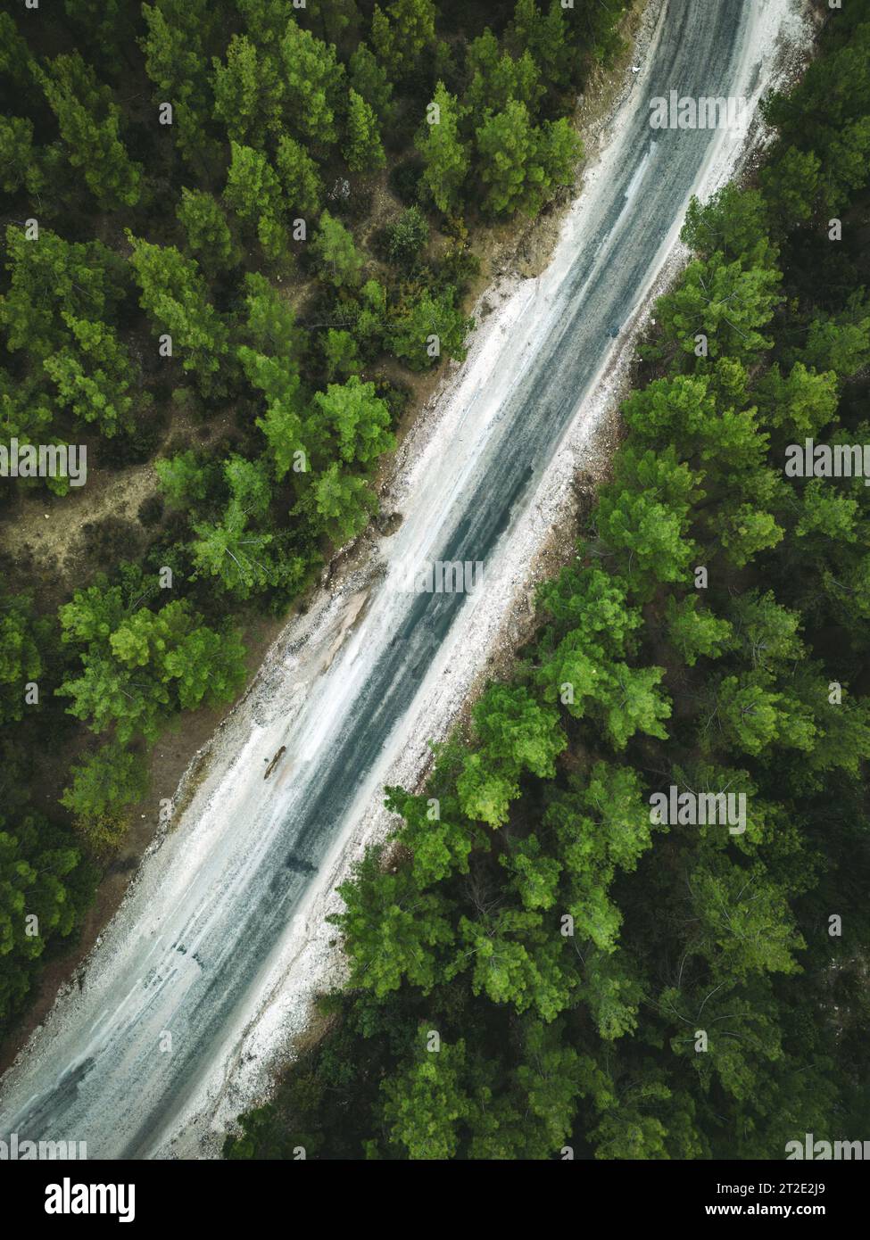 Aerial view of forest road with pine trees on both sides in autumn Stock Photo