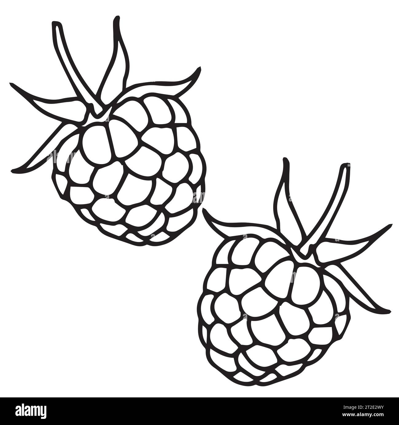 2 raspberries. White background with raspberry. Vector illustration