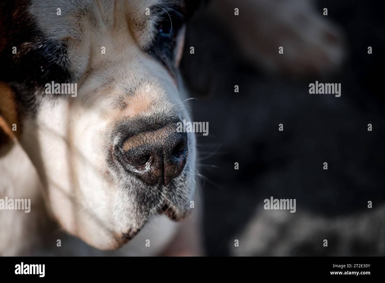 Close-up of a dog's nose. One white and brown Saint Bernard dog. St. Bernard. Alpine Spaniel. Stock Photo
