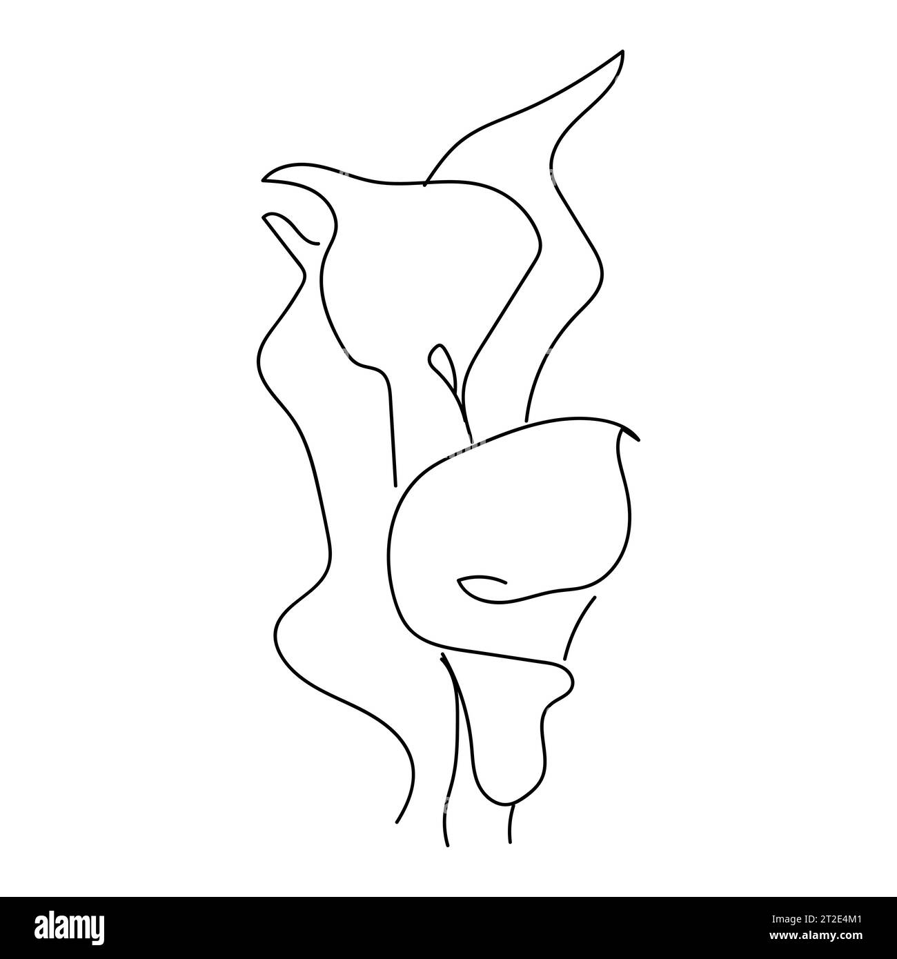 Calla lily flower. Line continuous drawing. Simple line drawing flower ...