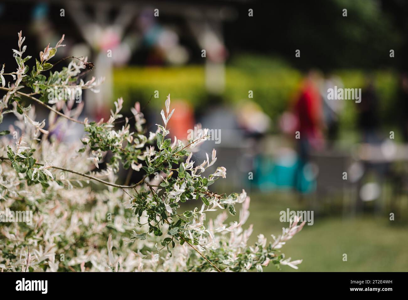 Background activities with focus on the tree in the foreground Stock ...
